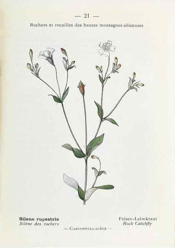 Reproducción/Reproduction 49345501491: Nouvelle flore coloriée de poche des Alpes et des Pyrénées.. Paris,Klincksieck,1906-1912.. 