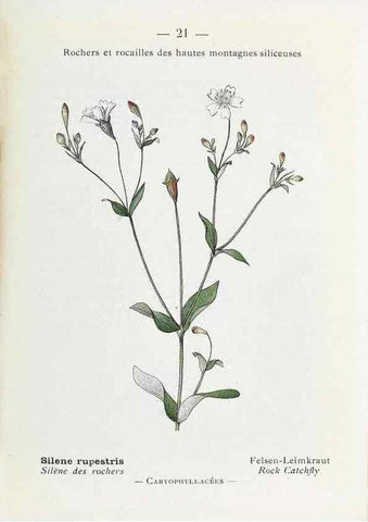Reproducción/Reproduction 49345501491: Nouvelle flore coloriée de poche des Alpes et des Pyrénées.. Paris,Klincksieck,1906-1912.. 