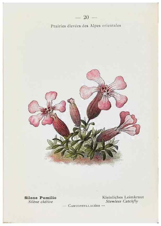 Reproducción/Reproduction 49345713632: Nouvelle flore coloriée de poche des Alpes et des Pyrénées.. Paris,Klincksieck,1906-1912.. 