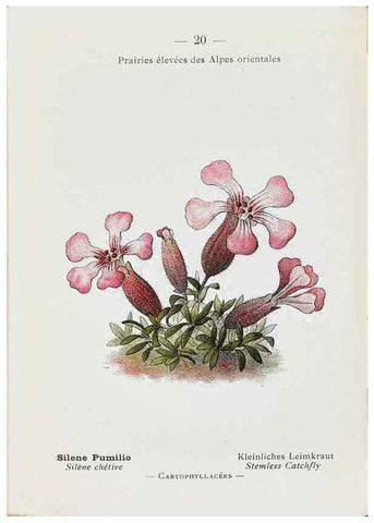 Reproducción/Reproduction 49345713632: Nouvelle flore coloriée de poche des Alpes et des Pyrénées.. Paris,Klincksieck,1906-1912.. 