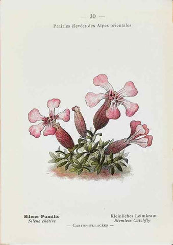 Reproducción/Reproduction 49345713632: Nouvelle flore coloriée de poche des Alpes et des Pyrénées.. Paris,Klincksieck,1906-1912.. 