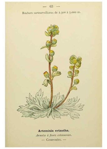 Reproducción/Reproduction 49344958668: Nouvelle flore coloriée de poche des Alpes et des Pyrénées.. Paris,Klincksieck,1906-1912.. 