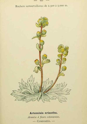 Reproducción/Reproduction 49344958668: Nouvelle flore coloriée de poche des Alpes et des Pyrénées.. Paris,Klincksieck,1906-1912.. 
