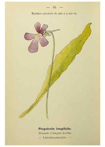 Reproducción/Reproduction 49345632862: Nouvelle flore coloriée de poche des Alpes et des Pyrénées.. Paris,Klincksieck,1906-1912.. 