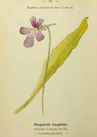Reproducción/Reproduction 49345632862: Nouvelle flore coloriée de poche des Alpes et des Pyrénées.. Paris,Klincksieck,1906-1912.. 
