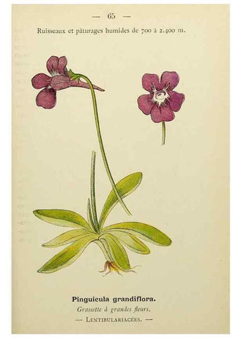 Reproducción/Reproduction 49345420241: Nouvelle flore coloriée de poche des Alpes et des Pyrénées.. Paris,Klincksieck,1906-1912.. 