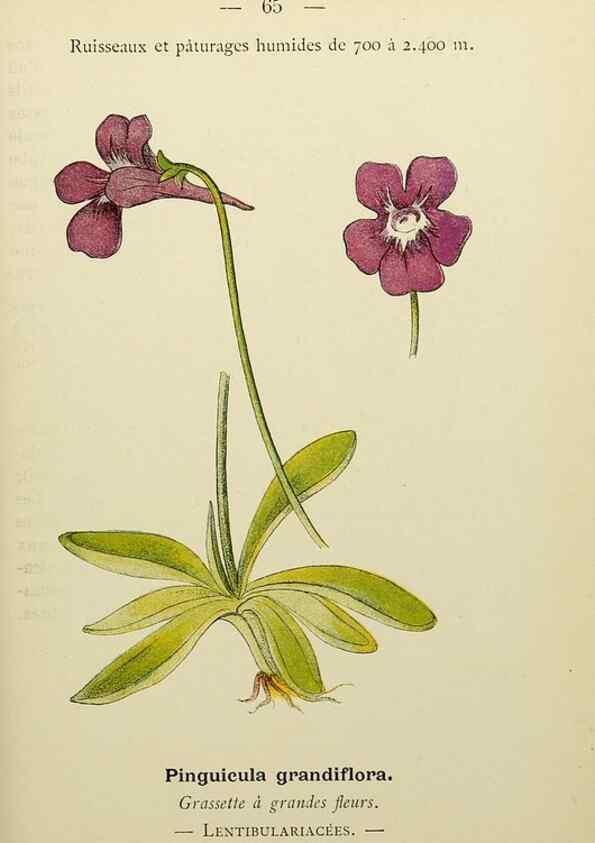 Reproducción/Reproduction 49345420241: Nouvelle flore coloriée de poche des Alpes et des Pyrénées.. Paris,Klincksieck,1906-1912.. 