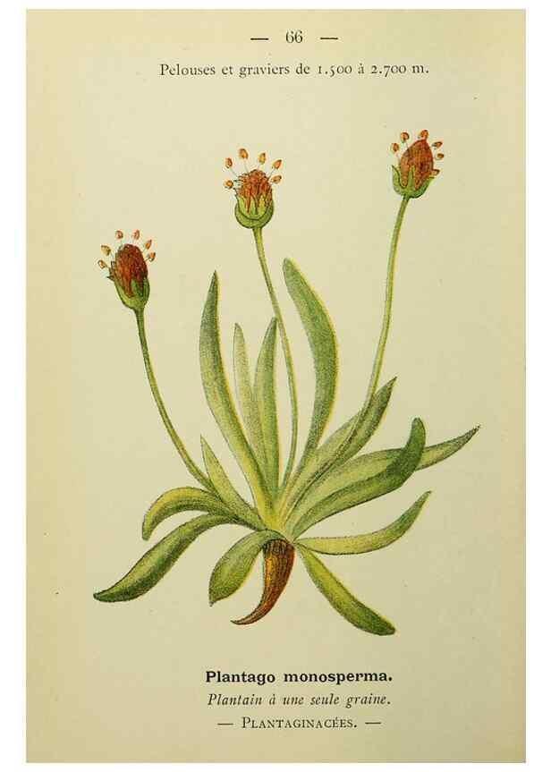 Reproducción/Reproduction 49345633657: Nouvelle flore coloriée de poche des Alpes et des Pyrénées.. Paris,Klincksieck,1906-1912.. 