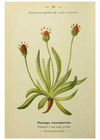 Reproducción/Reproduction 49345633657: Nouvelle flore coloriée de poche des Alpes et des Pyrénées.. Paris,Klincksieck,1906-1912.. 