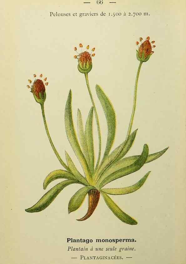 Reproducción/Reproduction 49345633657: Nouvelle flore coloriée de poche des Alpes et des Pyrénées.. Paris,Klincksieck,1906-1912.. 