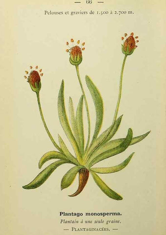 Reproducción/Reproduction 49345633657: Nouvelle flore coloriée de poche des Alpes et des Pyrénées.. Paris,Klincksieck,1906-1912.. 