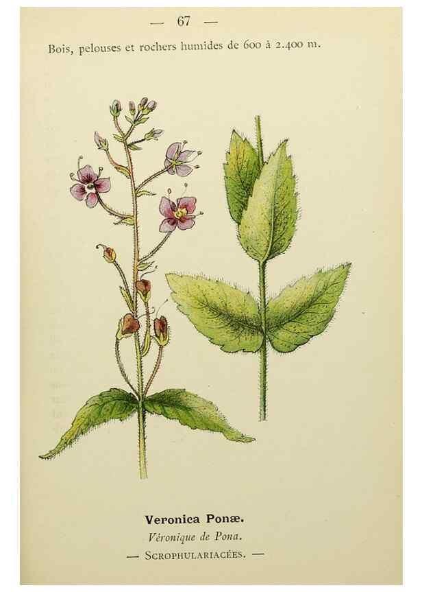 Reproducción/Reproduction 49345421096: Nouvelle flore coloriée de poche des Alpes et des Pyrénées.. Paris,Klincksieck,1906-1912.. 