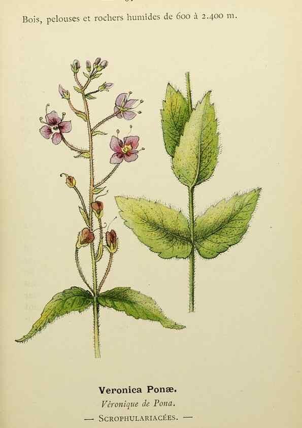 Reproducción/Reproduction 49345421096: Nouvelle flore coloriée de poche des Alpes et des Pyrénées.. Paris,Klincksieck,1906-1912.. 