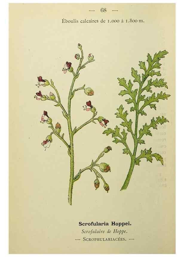Reproducción/Reproduction 49345421706: Nouvelle flore coloriée de poche des Alpes et des Pyrénées.. Paris,Klincksieck,1906-1912.. 