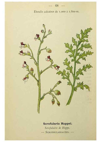 Reproducción/Reproduction 49345421706: Nouvelle flore coloriée de poche des Alpes et des Pyrénées.. Paris,Klincksieck,1906-1912.. 