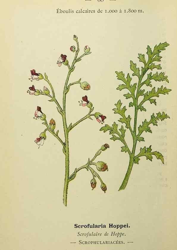 Reproducción/Reproduction 49345421706: Nouvelle flore coloriée de poche des Alpes et des Pyrénées.. Paris,Klincksieck,1906-1912.. 