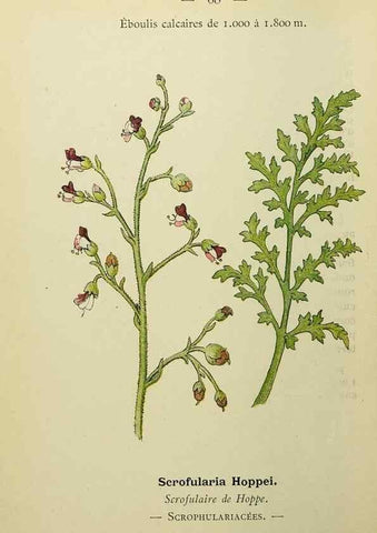 Reproducción/Reproduction 49345421706: Nouvelle flore coloriée de poche des Alpes et des Pyrénées.. Paris,Klincksieck,1906-1912.. 