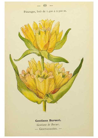 Reproducción/Reproduction 49345422121: Nouvelle flore coloriée de poche des Alpes et des Pyrénées.. Paris,Klincksieck,1906-1912.. 