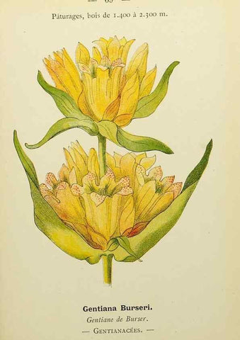 Reproducción/Reproduction 49345422121: Nouvelle flore coloriée de poche des Alpes et des Pyrénées.. Paris,Klincksieck,1906-1912.. 