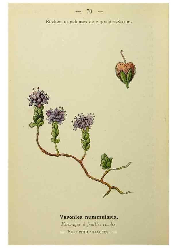 Reproducción/Reproduction 49345635382: Nouvelle flore coloriée de poche des Alpes et des Pyrénées.. Paris,Klincksieck,1906-1912.. 