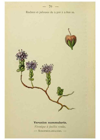 Reproducción/Reproduction 49345635382: Nouvelle flore coloriée de poche des Alpes et des Pyrénées.. Paris,Klincksieck,1906-1912.. 