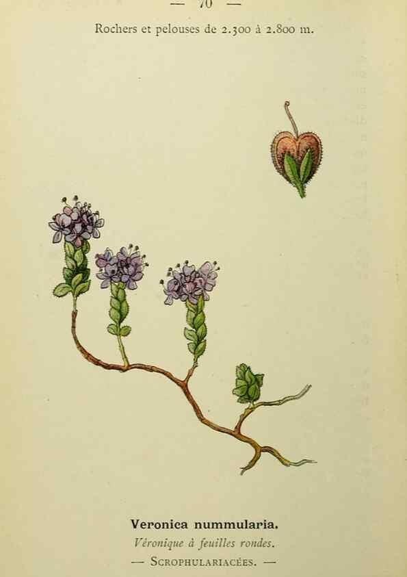 Reproducción/Reproduction 49345635382: Nouvelle flore coloriée de poche des Alpes et des Pyrénées.. Paris,Klincksieck,1906-1912.. 