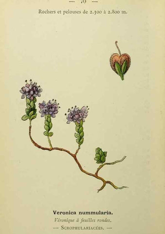 Reproducción/Reproduction 49345635382: Nouvelle flore coloriée de poche des Alpes et des Pyrénées.. Paris,Klincksieck,1906-1912.. 