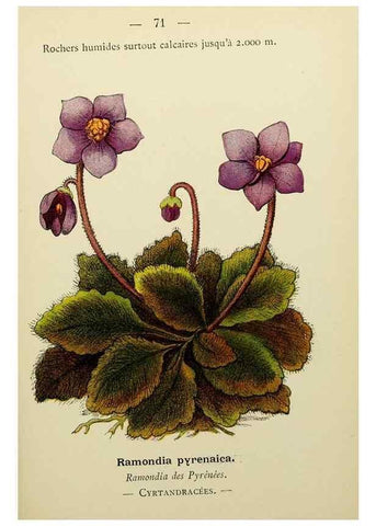 Reproducción/Reproduction 49344961843: Nouvelle flore coloriée de poche des Alpes et des Pyrénées.. Paris,Klincksieck,1906-1912.. 