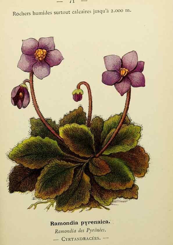 Reproducción/Reproduction 49344961843: Nouvelle flore coloriée de poche des Alpes et des Pyrénées.. Paris,Klincksieck,1906-1912.. 