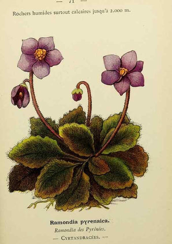 Reproducción/Reproduction 49344961843: Nouvelle flore coloriée de poche des Alpes et des Pyrénées.. Paris,Klincksieck,1906-1912.. 