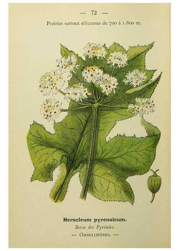 Reproducción/Reproduction 49345423391: Nouvelle flore coloriée de poche des Alpes et des Pyrénées.. Paris,Klincksieck,1906-1912.. 