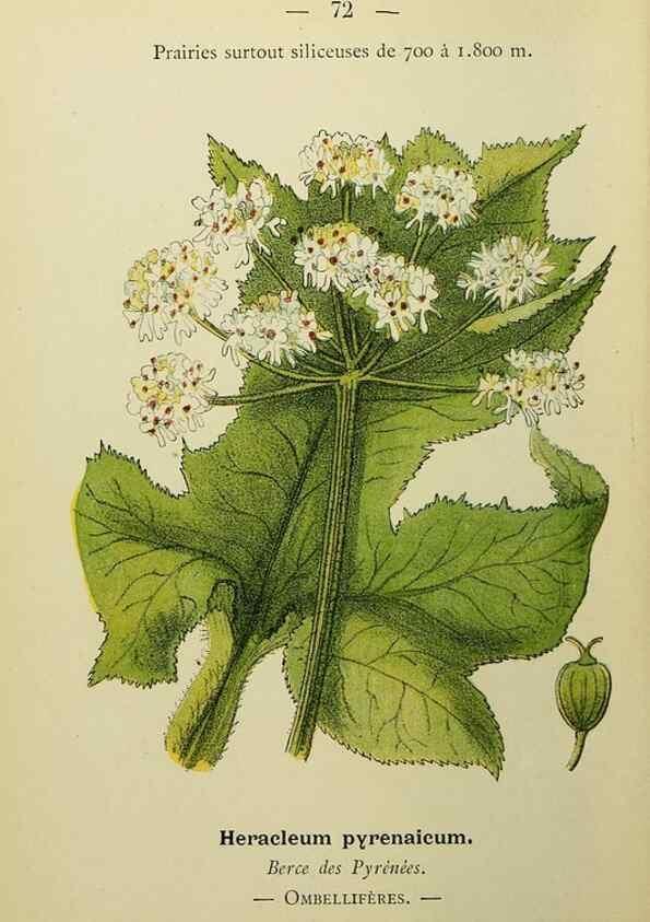 Reproducción/Reproduction 49345423391: Nouvelle flore coloriée de poche des Alpes et des Pyrénées.. Paris,Klincksieck,1906-1912.. 