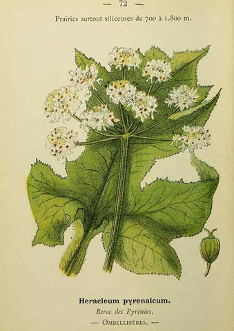 Reproducción/Reproduction 49345423391: Nouvelle flore coloriée de poche des Alpes et des Pyrénées.. Paris,Klincksieck,1906-1912.. 