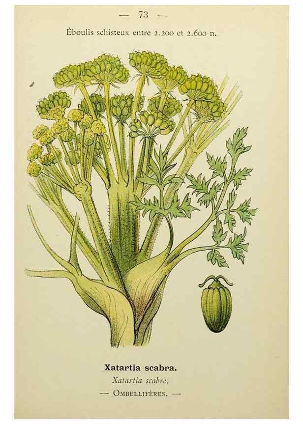 Reproducción/Reproduction 49345423821: Nouvelle flore coloriée de poche des Alpes et des Pyrénées.. Paris,Klincksieck,1906-1912.. 