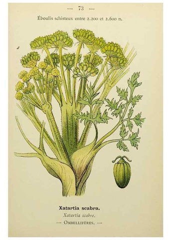 Reproducción/Reproduction 49345423821: Nouvelle flore coloriée de poche des Alpes et des Pyrénées.. Paris,Klincksieck,1906-1912.. 