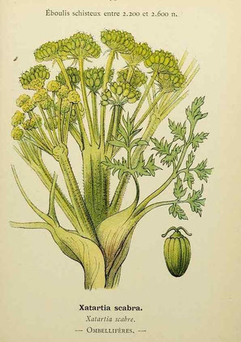 Reproducción/Reproduction 49345423821: Nouvelle flore coloriée de poche des Alpes et des Pyrénées.. Paris,Klincksieck,1906-1912.. 