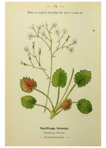 Reproducción/Reproduction 49345424186: Nouvelle flore coloriée de poche des Alpes et des Pyrénées.. Paris,Klincksieck,1906-1912.. 
