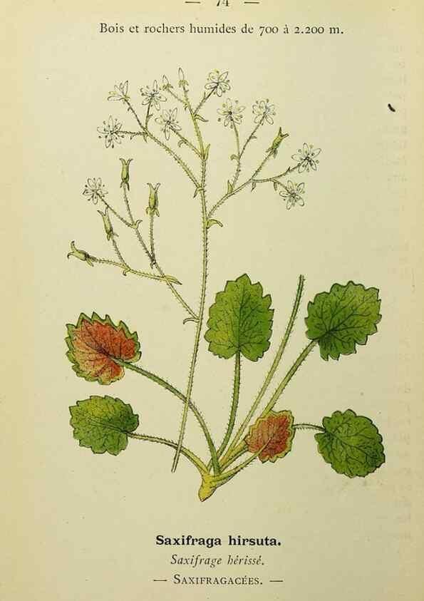 Reproducción/Reproduction 49345424186: Nouvelle flore coloriée de poche des Alpes et des Pyrénées.. Paris,Klincksieck,1906-1912.. 