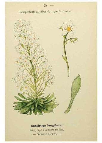 Reproducción/Reproduction 49345637527: Nouvelle flore coloriée de poche des Alpes et des Pyrénées.. Paris,Klincksieck,1906-1912.. 