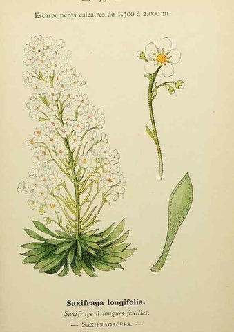 Reproducción/Reproduction 49345637527: Nouvelle flore coloriée de poche des Alpes et des Pyrénées.. Paris,Klincksieck,1906-1912.. 