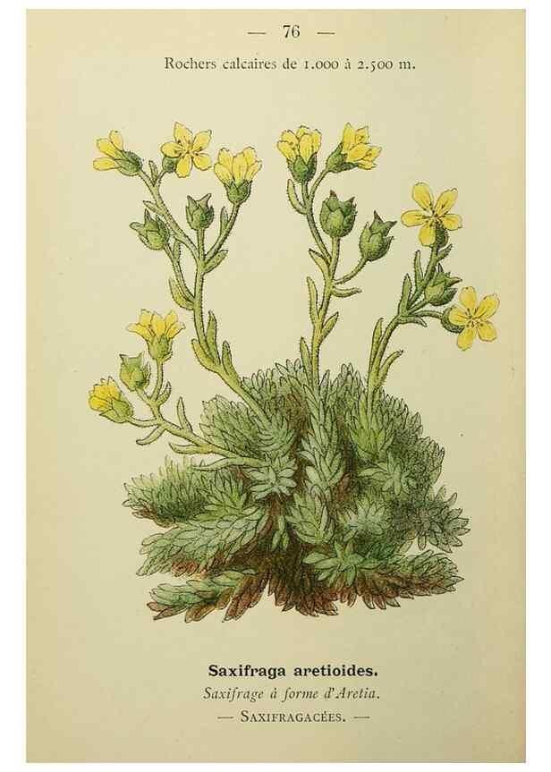 Reproducción/Reproduction 49345637927: Nouvelle flore coloriée de poche des Alpes et des Pyrénées.. Paris,Klincksieck,1906-1912.. 