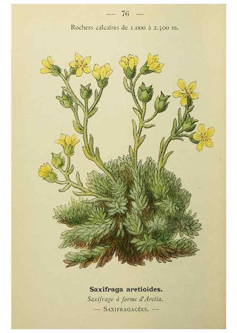 Reproducción/Reproduction 49345637927: Nouvelle flore coloriée de poche des Alpes et des Pyrénées.. Paris,Klincksieck,1906-1912.. 