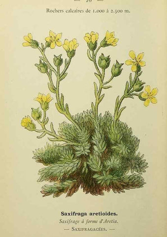 Reproducción/Reproduction 49345637927: Nouvelle flore coloriée de poche des Alpes et des Pyrénées.. Paris,Klincksieck,1906-1912.. 