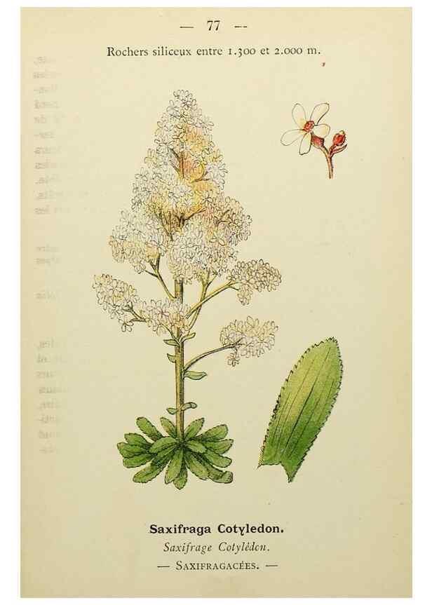 Reproducción/Reproduction 49344964393: Nouvelle flore coloriée de poche des Alpes et des Pyrénées.. Paris,Klincksieck,1906-1912.. 