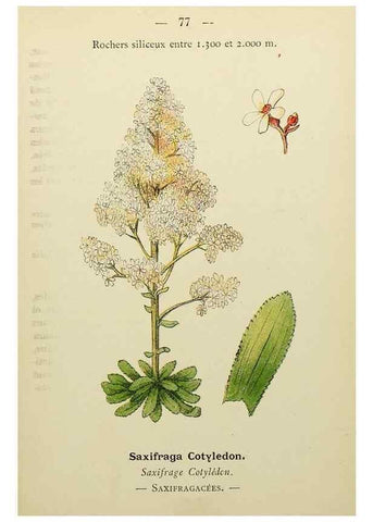 Reproducción/Reproduction 49344964393: Nouvelle flore coloriée de poche des Alpes et des Pyrénées.. Paris,Klincksieck,1906-1912.. 