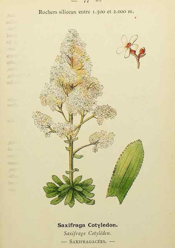 Reproducción/Reproduction 49344964393: Nouvelle flore coloriée de poche des Alpes et des Pyrénées.. Paris,Klincksieck,1906-1912.. 