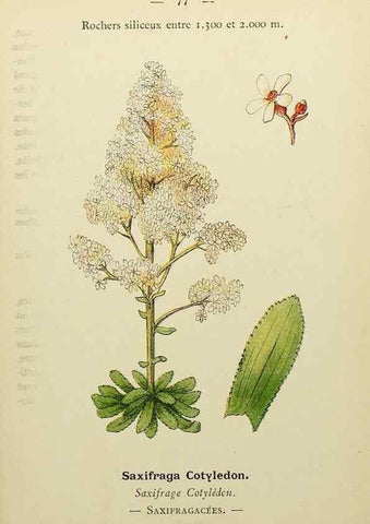 Reproducción/Reproduction 49344964393: Nouvelle flore coloriée de poche des Alpes et des Pyrénées.. Paris,Klincksieck,1906-1912.. 