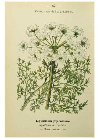 Reproducción/Reproduction 49345419136: Nouvelle flore coloriée de poche des Alpes et des Pyrénées.. Paris,Klincksieck,1906-1912.. 