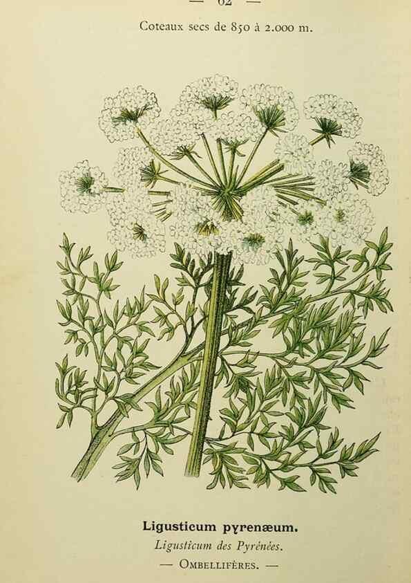 Reproducción/Reproduction 49345419136: Nouvelle flore coloriée de poche des Alpes et des Pyrénées.. Paris,Klincksieck,1906-1912.. 