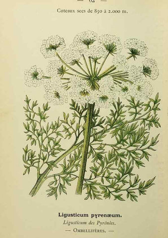 Reproducción/Reproduction 49345419136: Nouvelle flore coloriée de poche des Alpes et des Pyrénées.. Paris,Klincksieck,1906-1912.. 